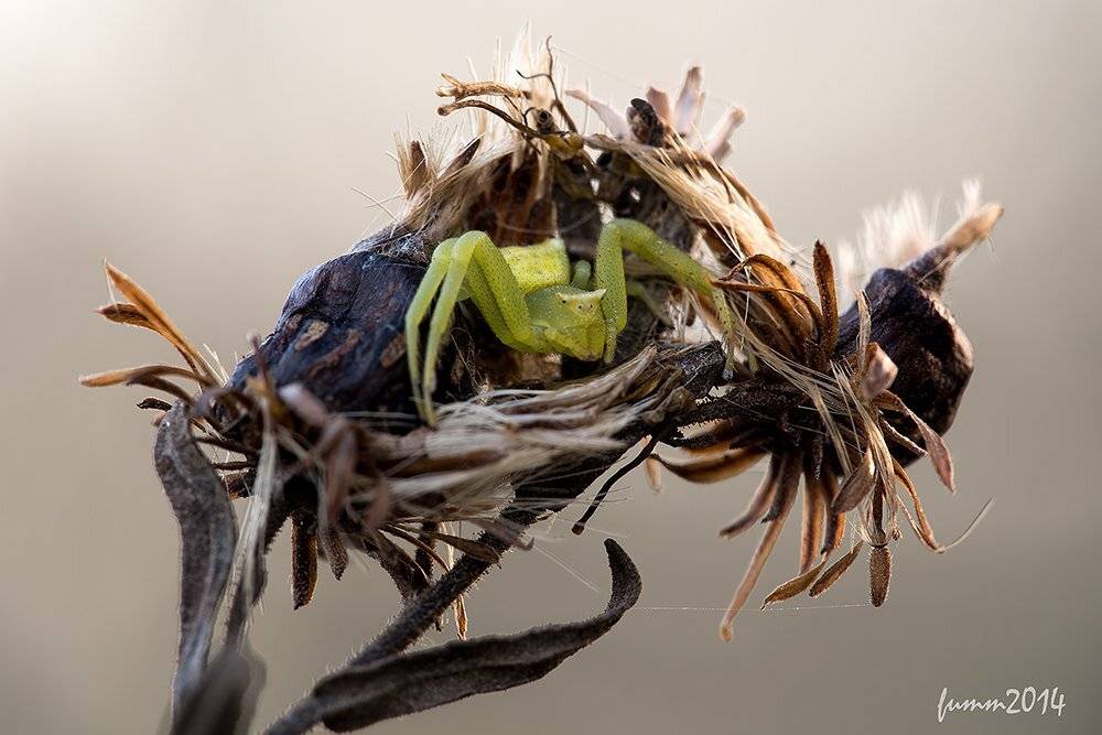 , Игорь ФУММ