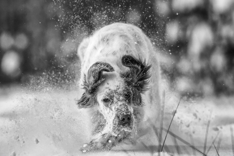 Английский сеттер, Пыль, Саров, Снег, Собака в движении, Собака в прыжке, Фото собаки, Фотограф По белой тропе фото превью