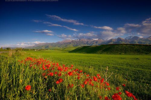 Весенние цветы