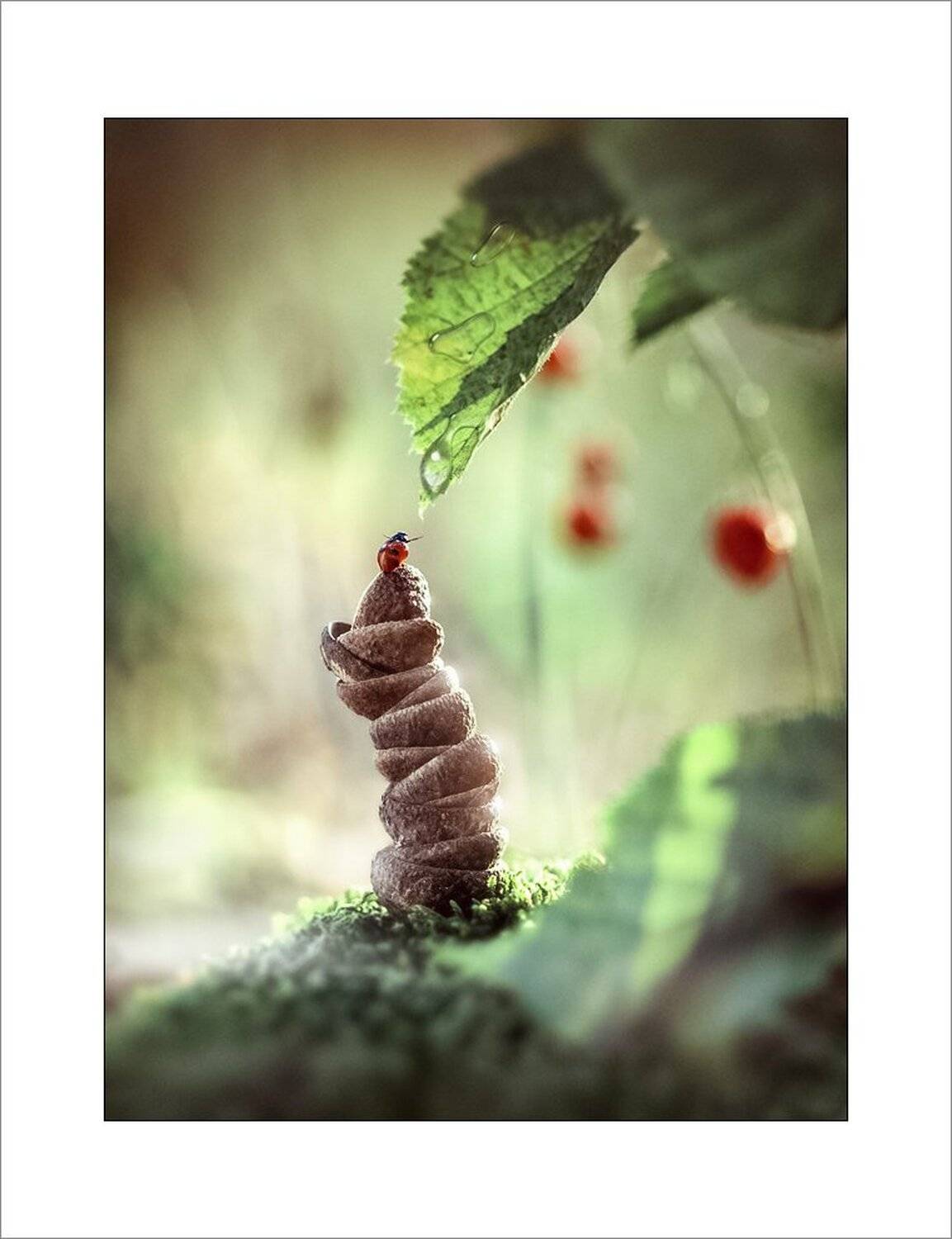 Г. Коростышев, Макро, Макро красота, Макро мир, Макро фото, Природа, Украина, Александр Чорный