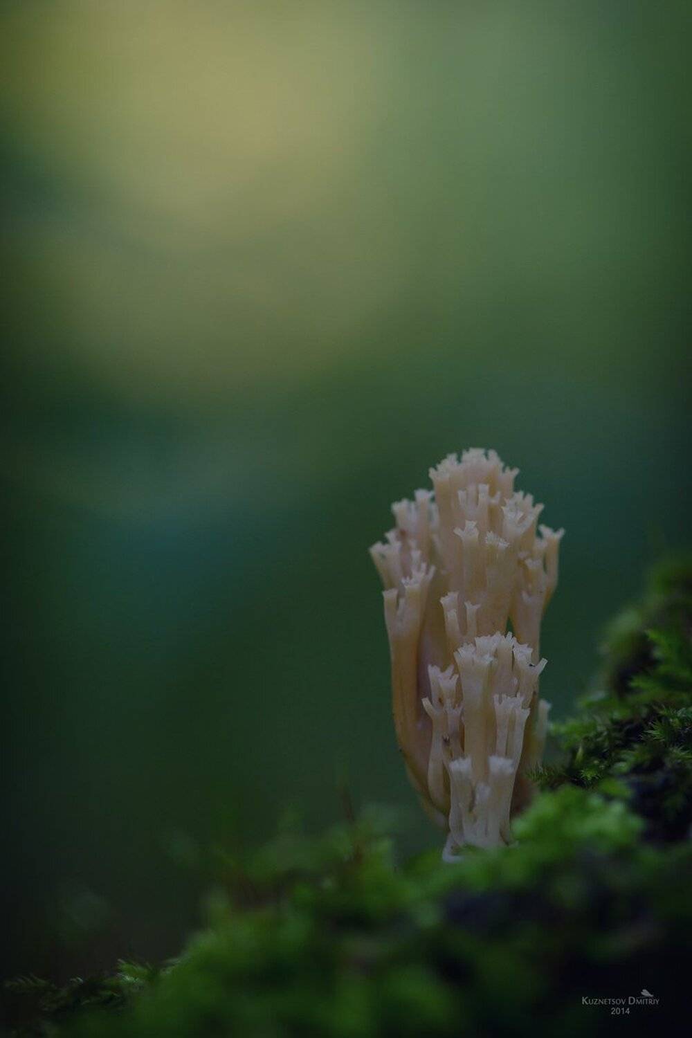 , Кузнецов Дмитрий