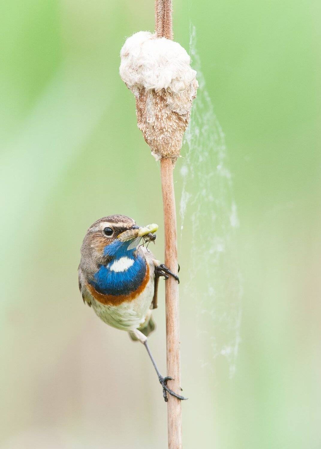 , Валерий Субачев