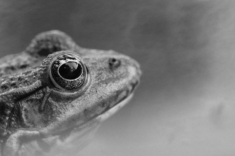 , Александр Журавлёв