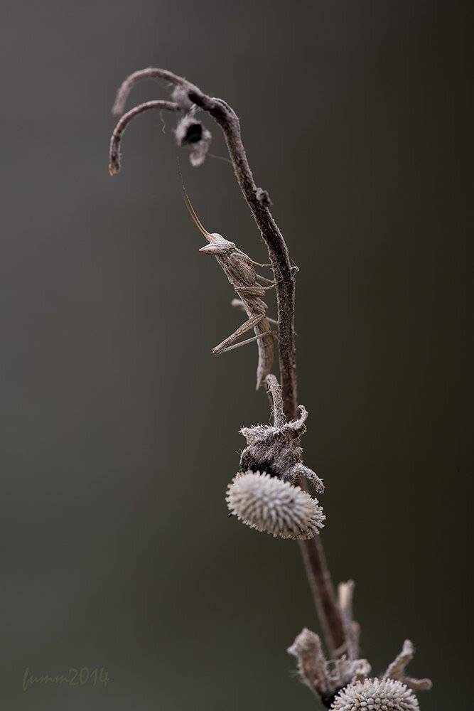 , Игорь ФУММ