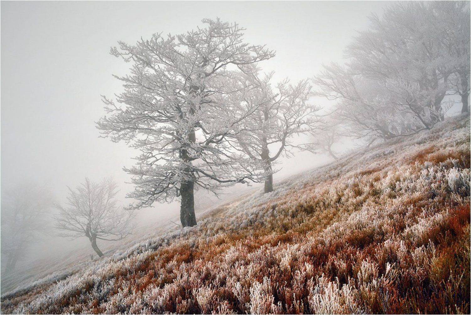 Горы, Деревья, Закарпатье, Зима, Иней, Карпаты, Мороз, Туман, Hanna Ponomarenko