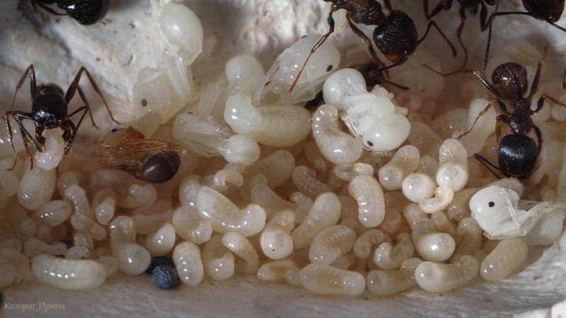 Ясли фото превью