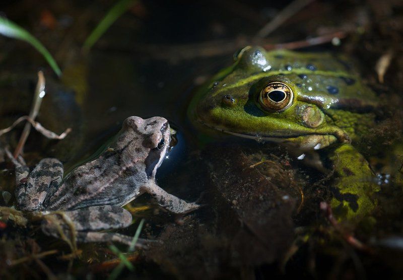 * * * фото превью