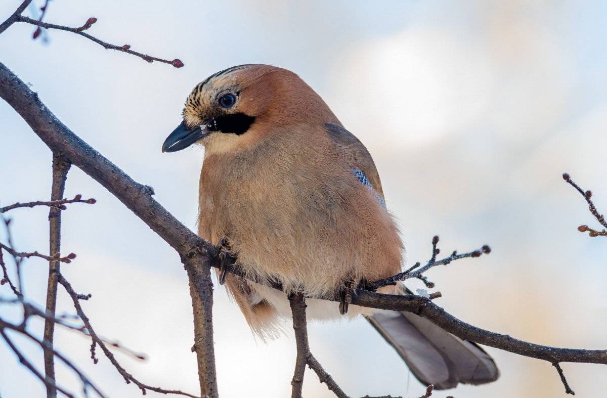 , алексей овчинников