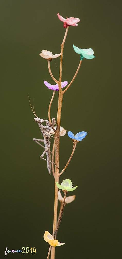 , Игорь ФУММ