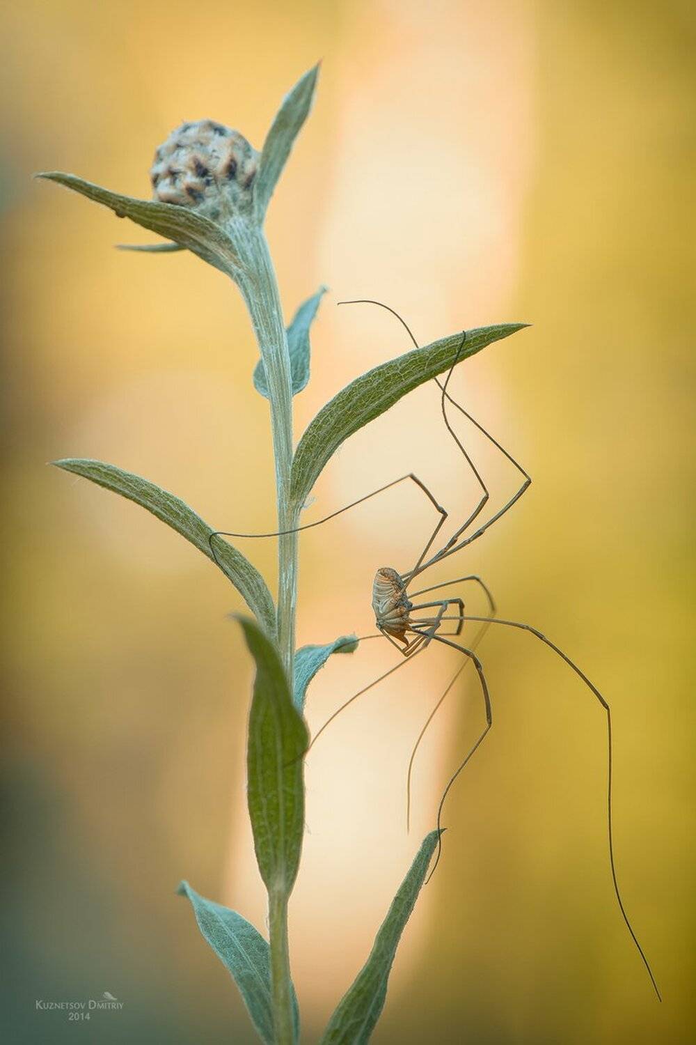 , Кузнецов Дмитрий