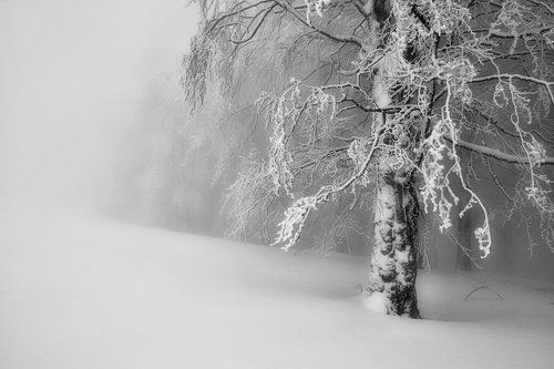 in the fog