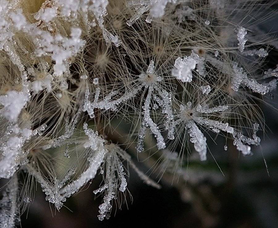 , Таня  Маркова