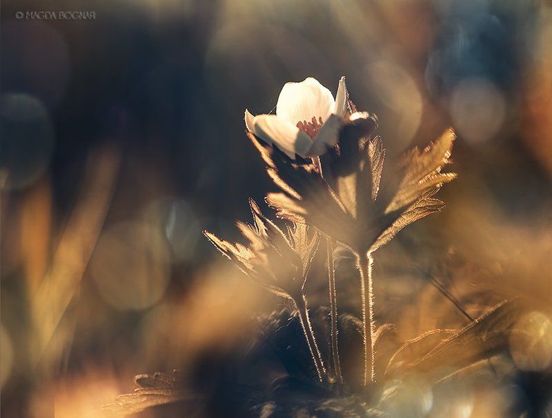 Happy New Year! фото превью