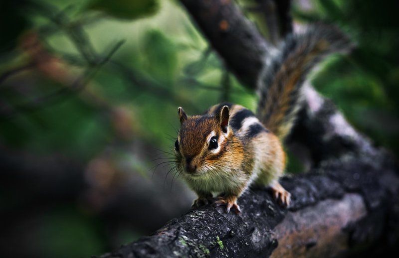 *** фото превью