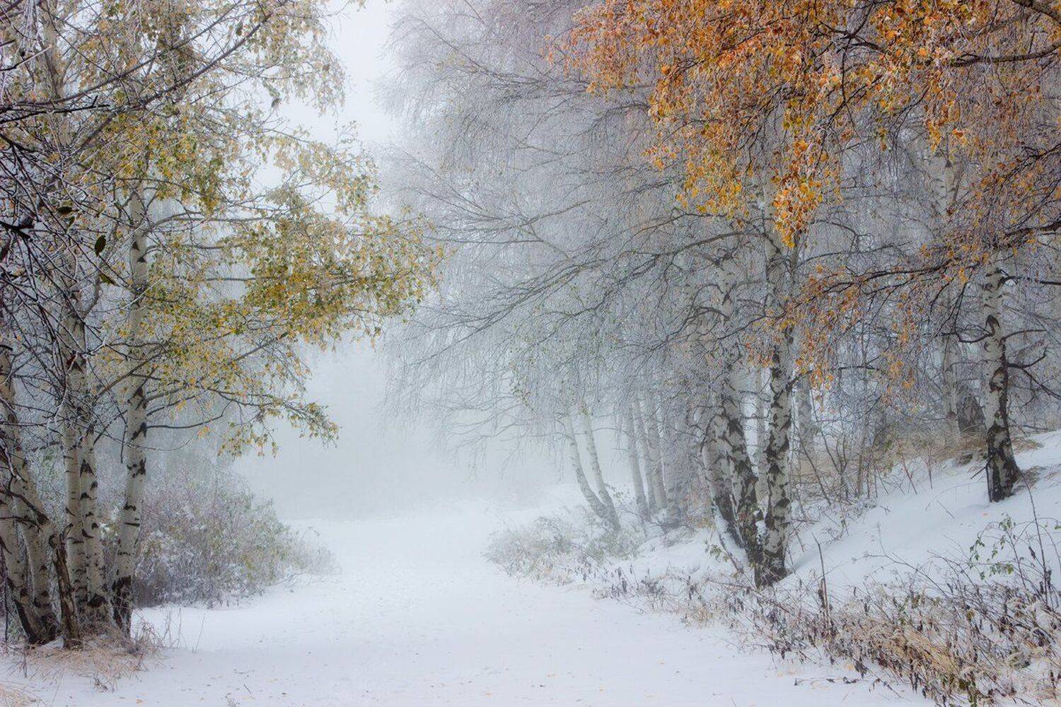 , Ирина Костова