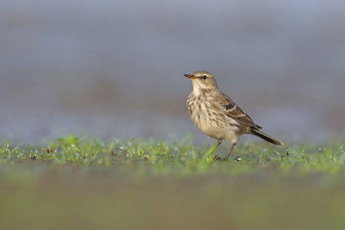 , Евгени Стефанов