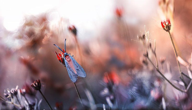 Zygaena fausta фото превью