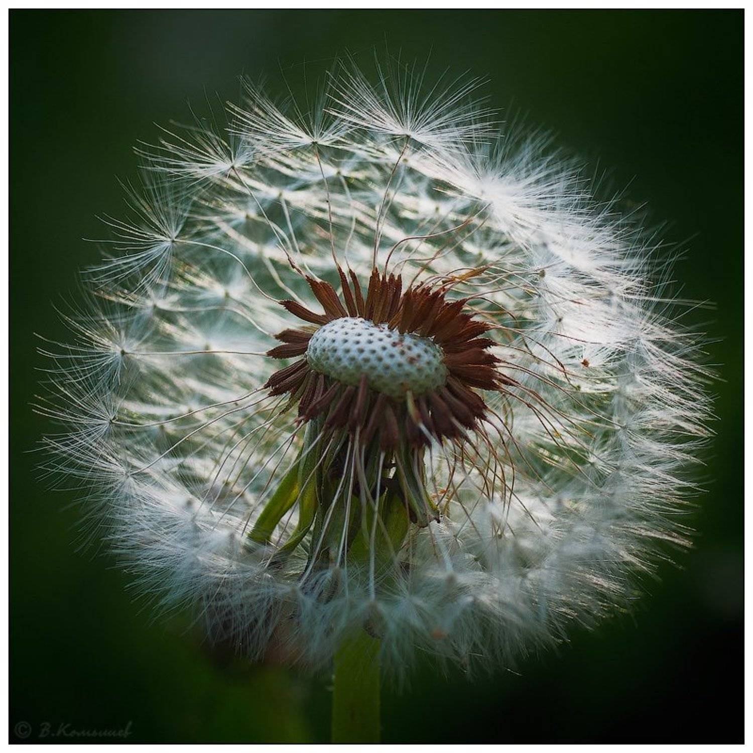 , Владимир Комышев