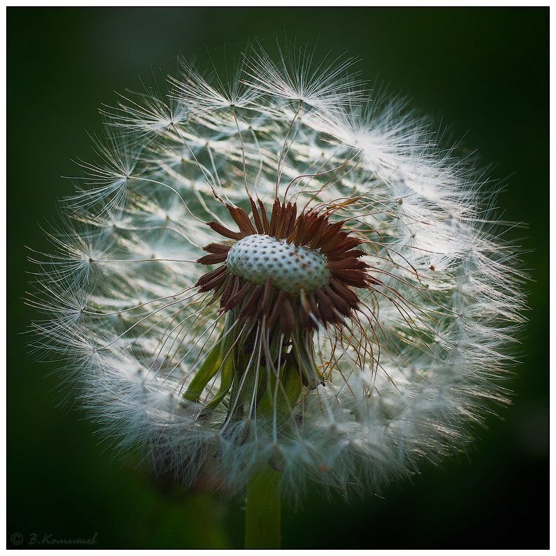 Я пока ещё белый и пушистый... фото превью