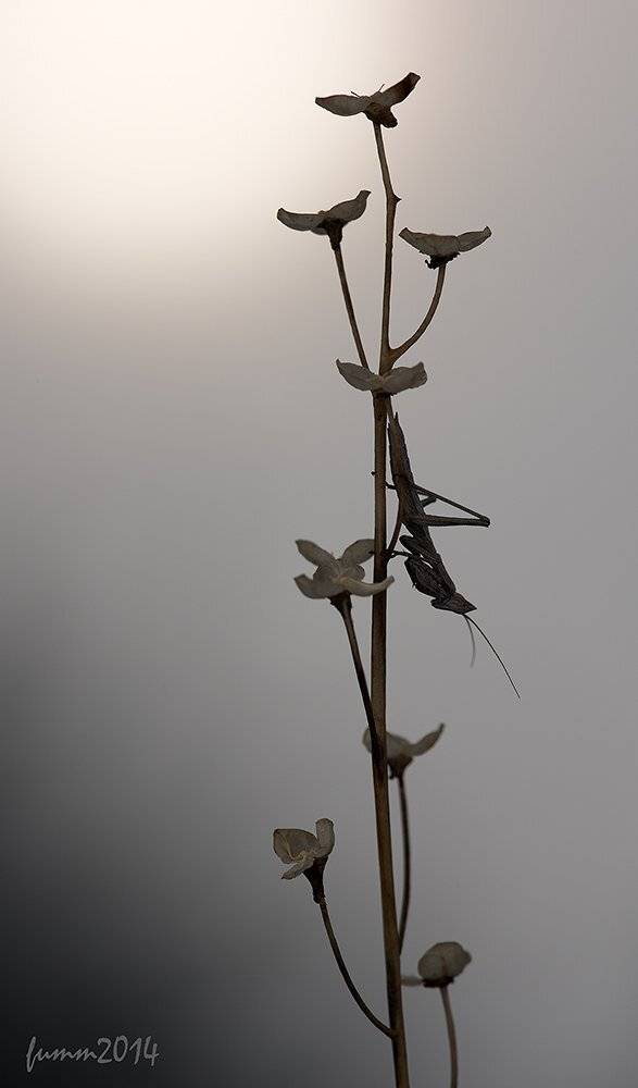 , Игорь ФУММ