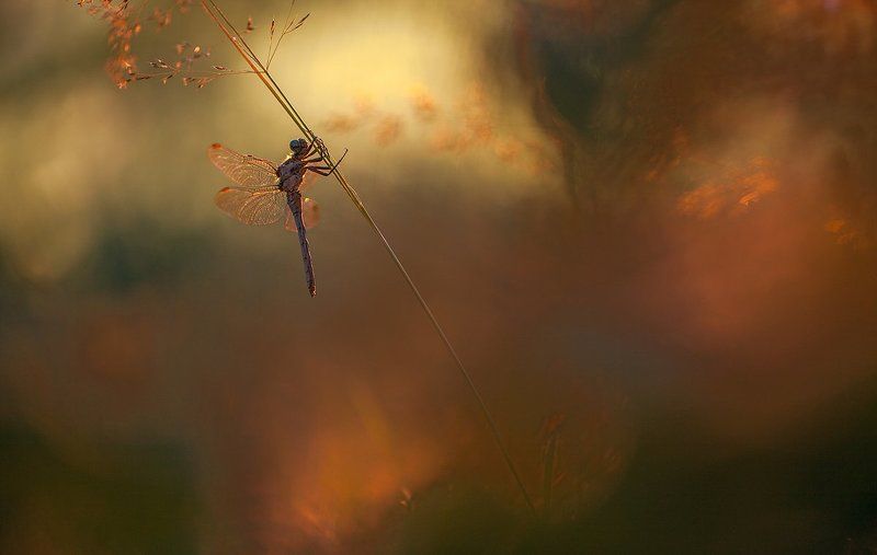 5DMKII 100mm L IS F2.8 Canon, 600D Canon 600 EX RT, Pixel King 9+1 фото превью