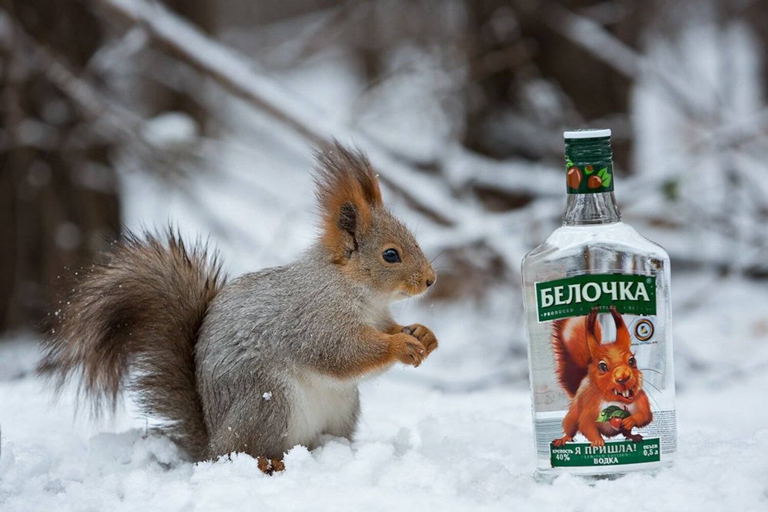 , Юрий Сорокин