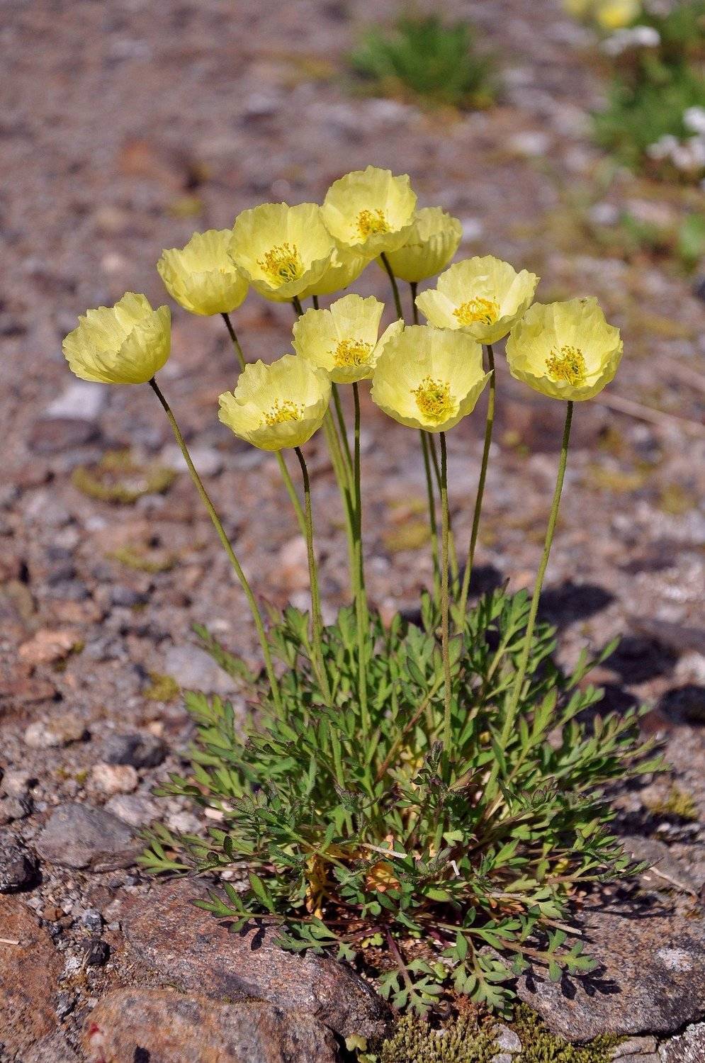 , Жуклин Александр