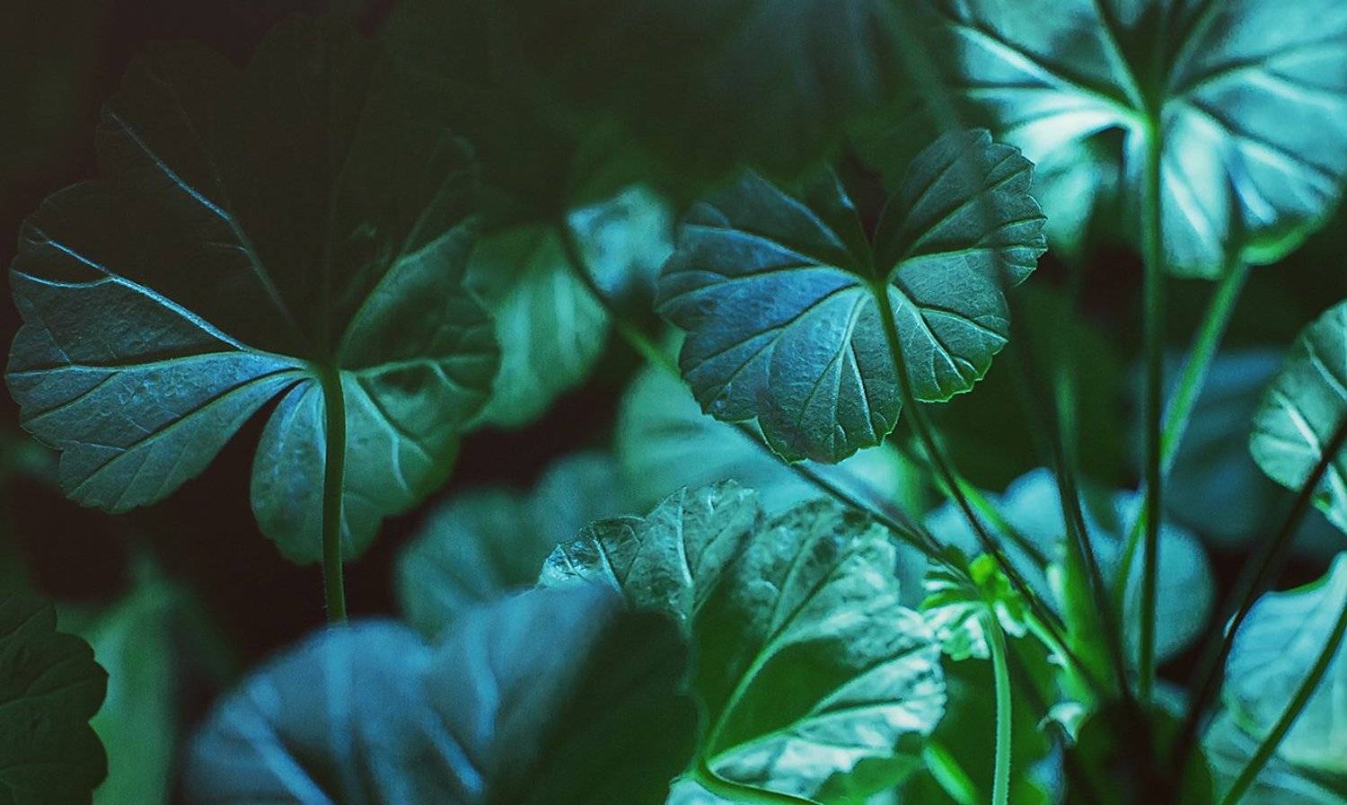 , Георгий Дьяков