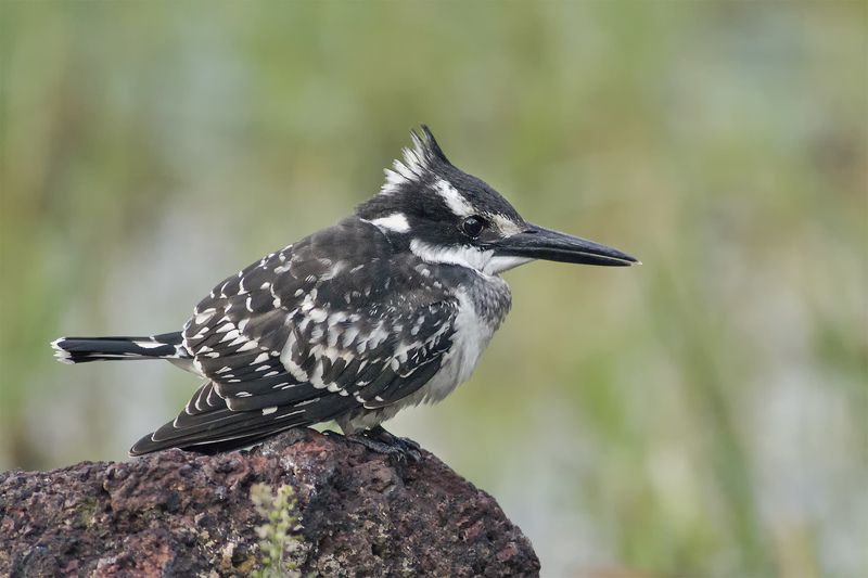 Pied Kingfisher (Ceryle rudis) фото превью