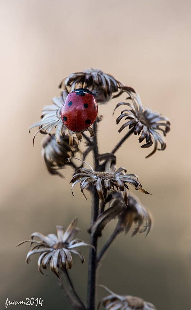 , Игорь ФУММ