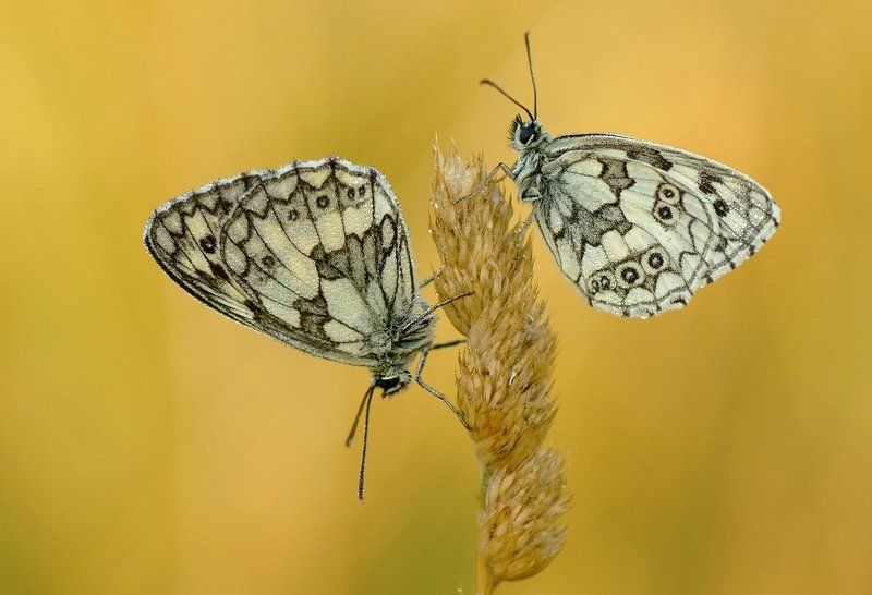 дуэт фото превью