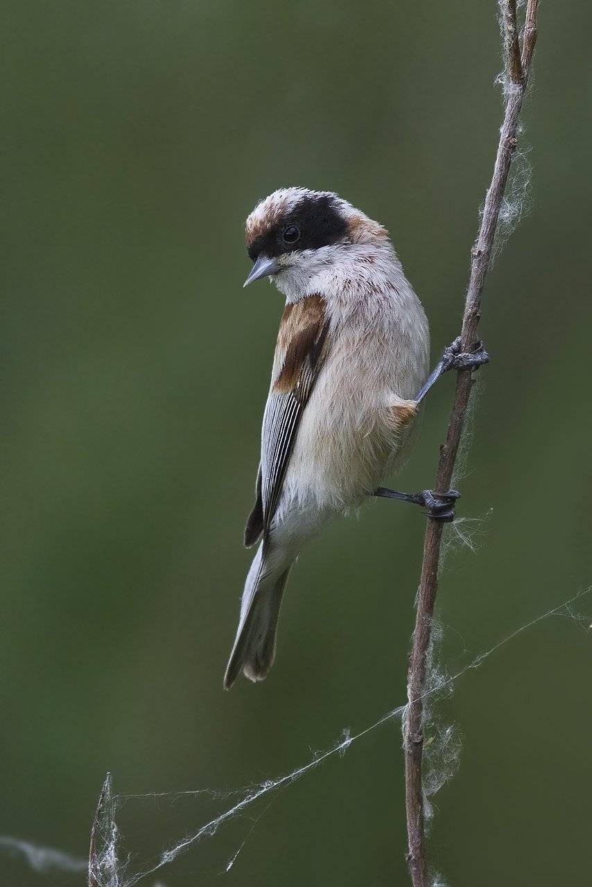 , Дмитрий Кугувалов