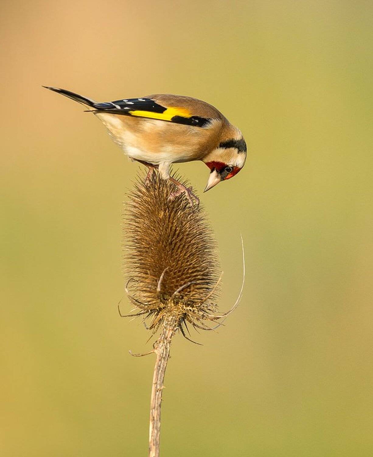 5d III, Birds, Canon, Mkkaczy, Marcin Kaczmarkiewicz