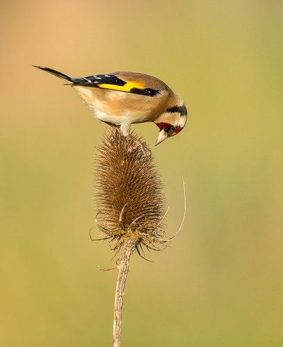 Goldfinch