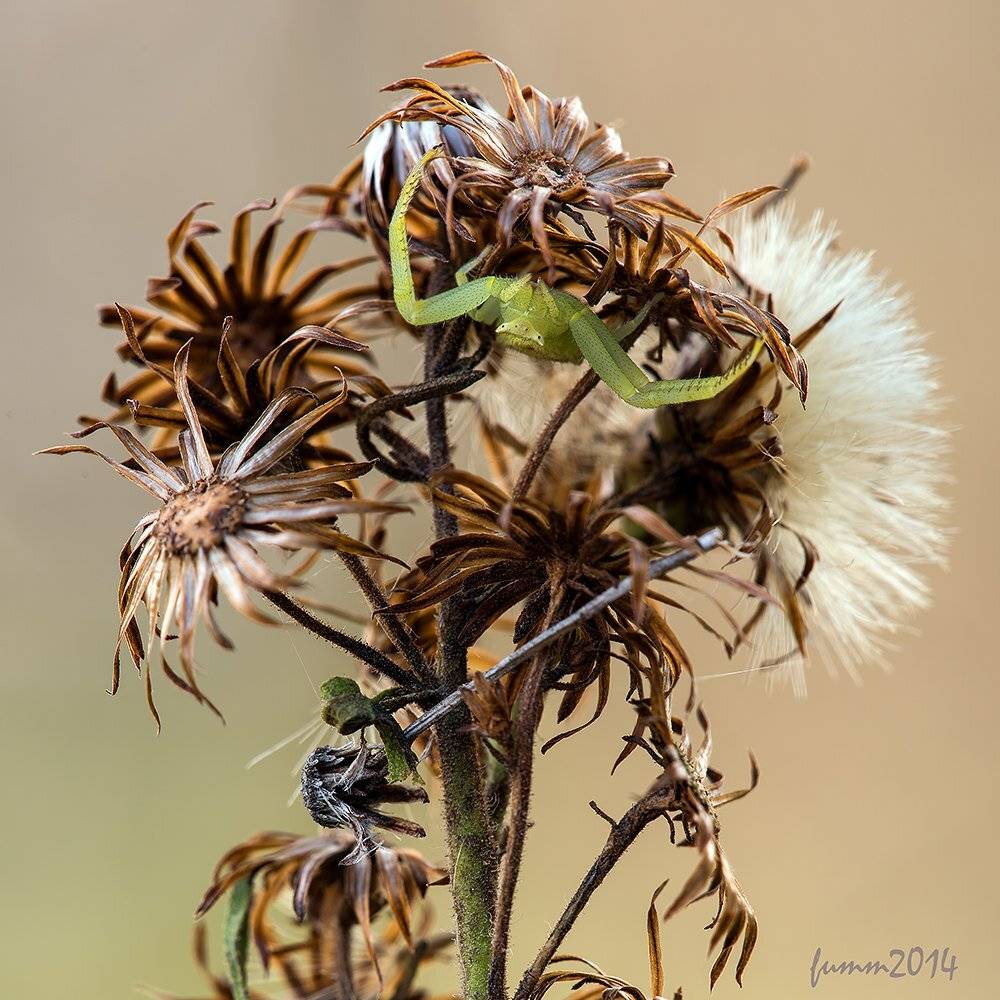 , Игорь ФУММ