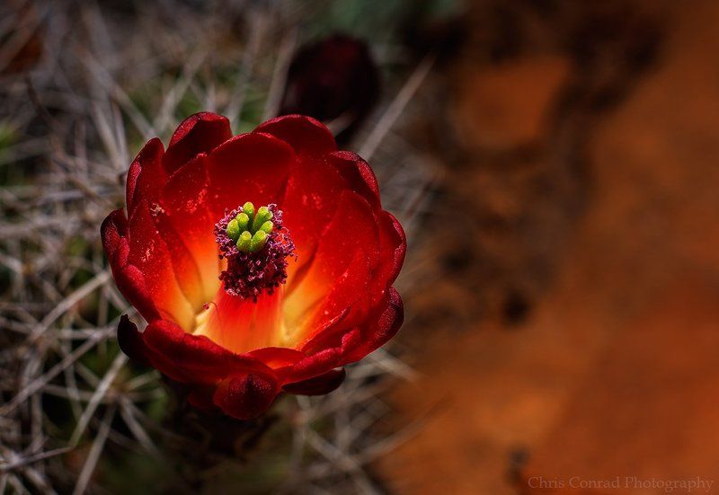 Claret Cup Cactus, Spring 2014 фото превью