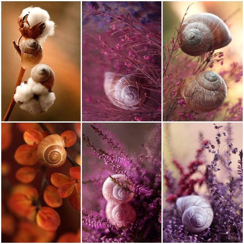 , Mycatherina