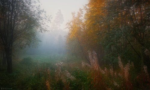 Осенним туманом брожу на рассвете...