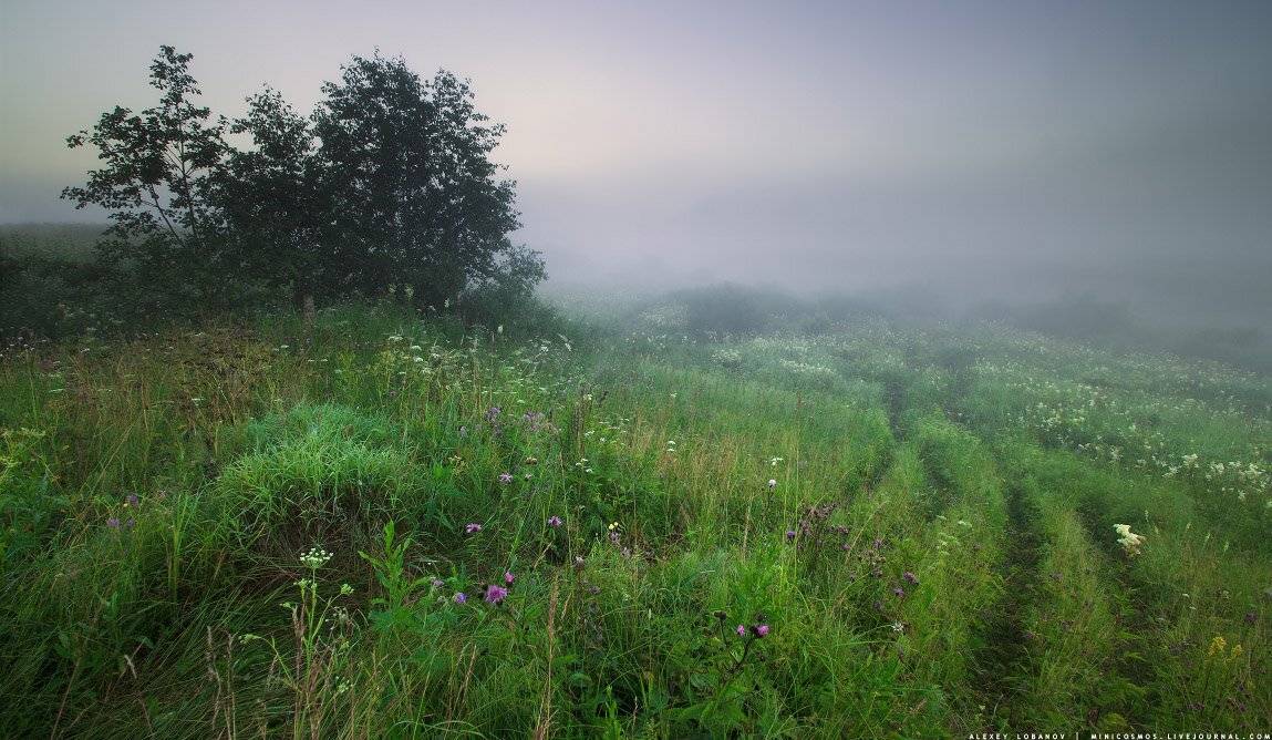 Пейзаж, Рассвет, Туман, Утро, Ярославия, Ярославская область, Алексей Лобанов