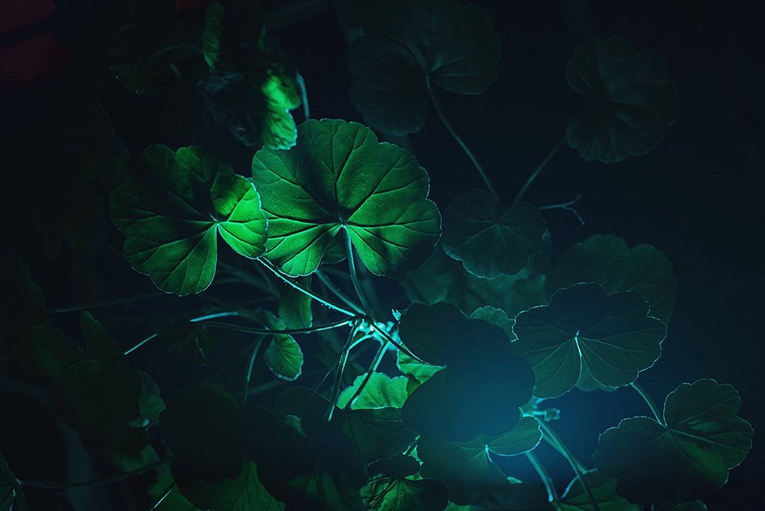 , Георгий Дьяков