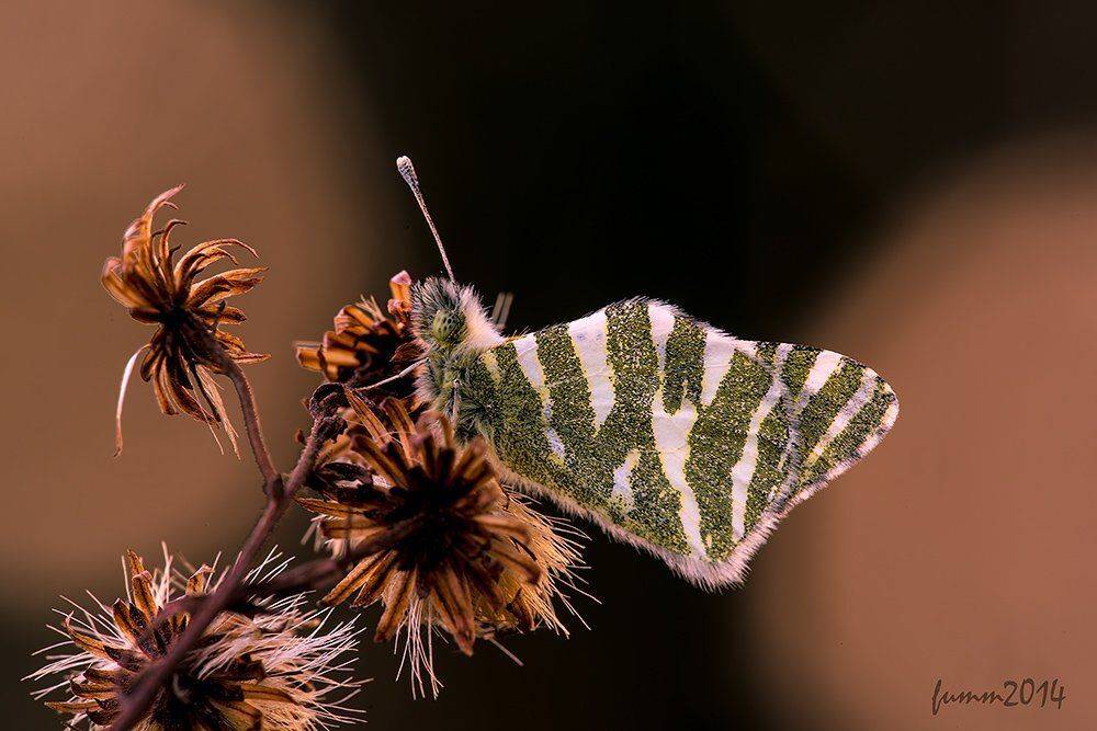 , Игорь ФУММ