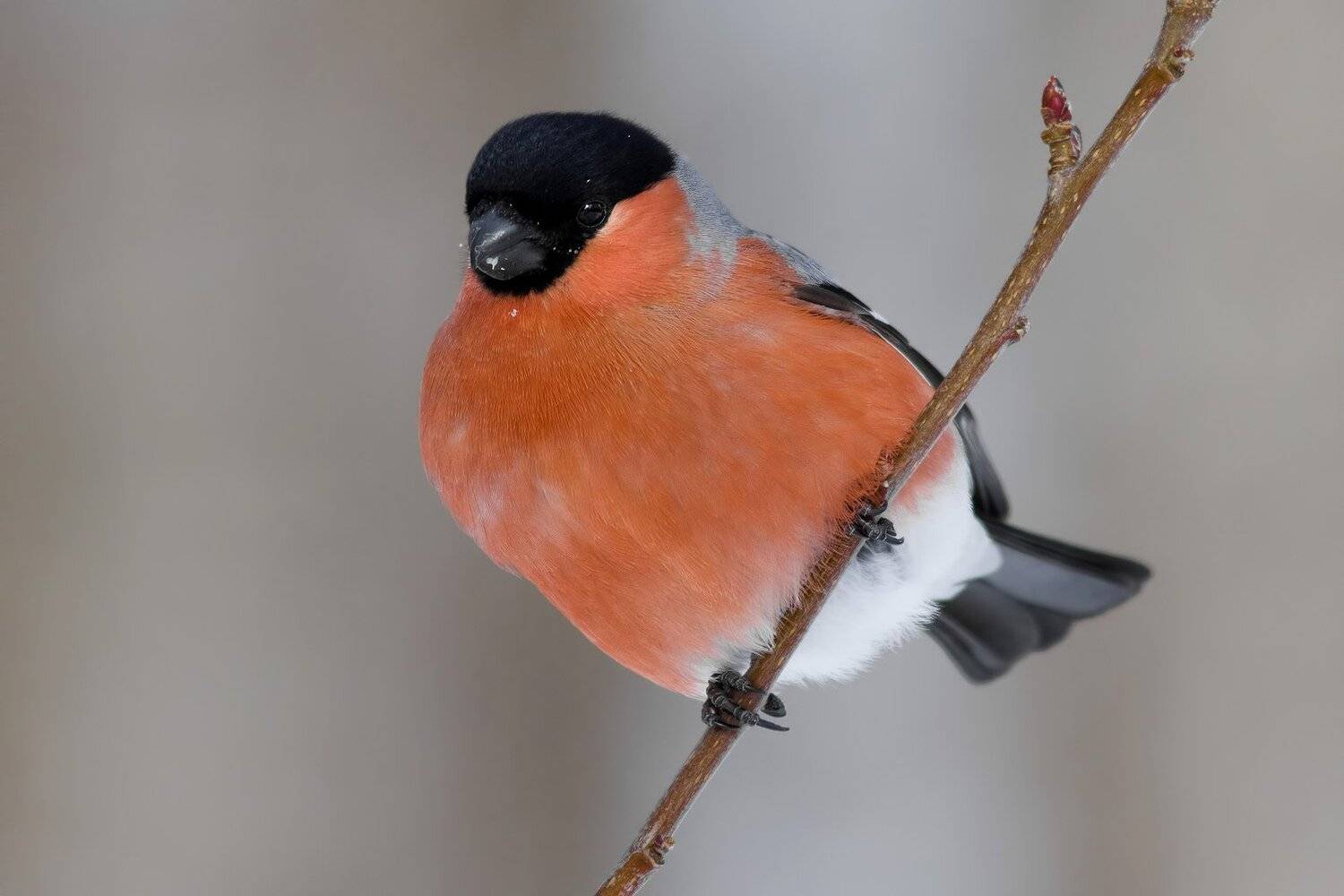 Снегирь, Ляпустин Юра