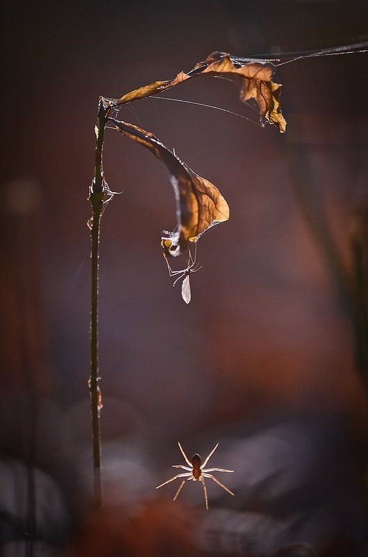 Опасная близость. фото превью