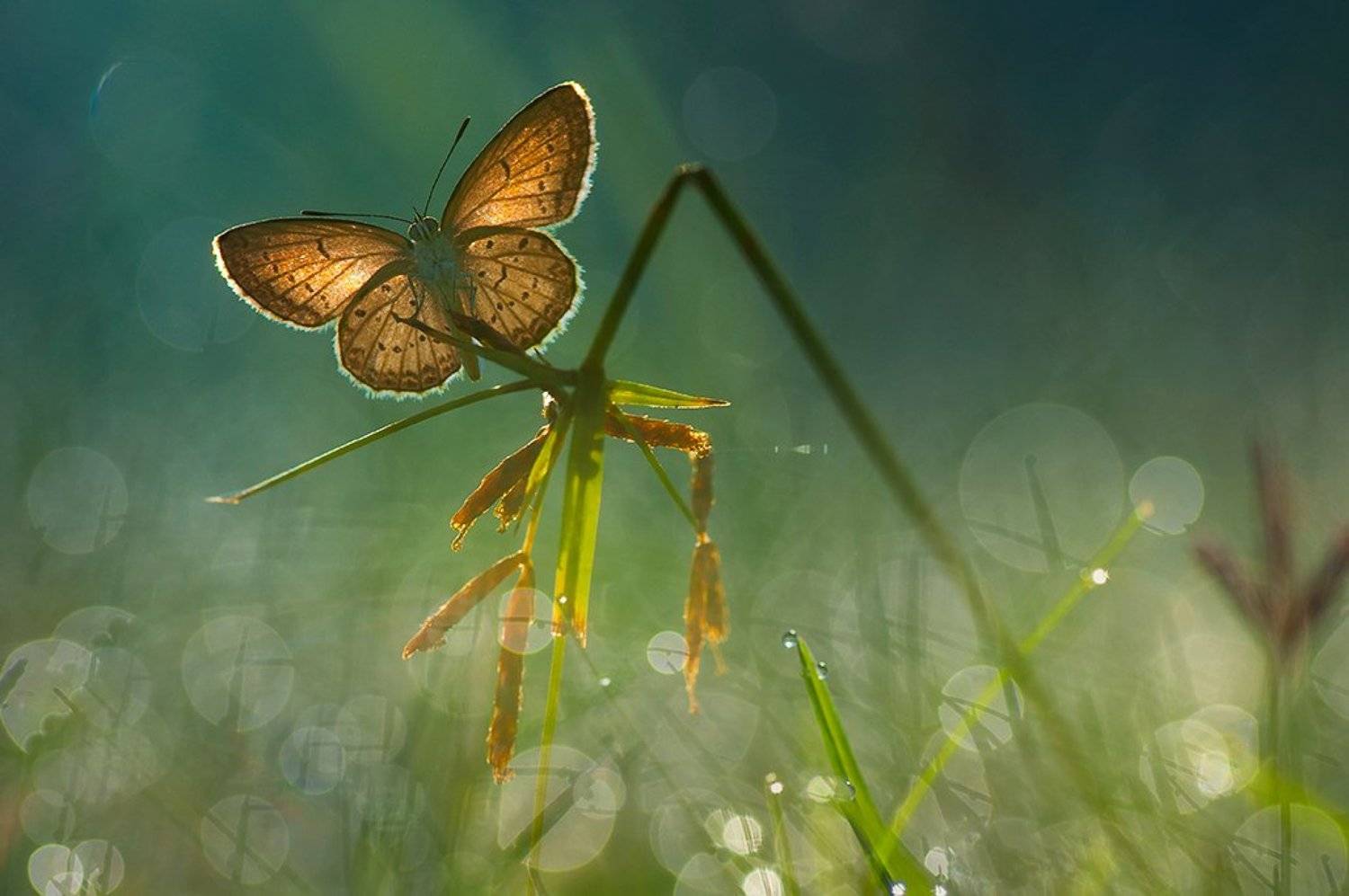 Butterfly, Dew, Macro, Morning, Beni Arisandi