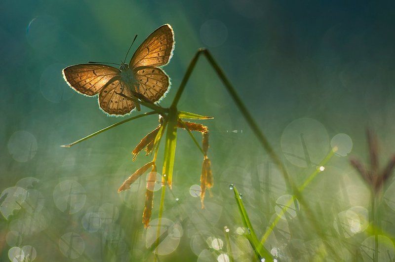 Butterfly, Dew, Macro, Morning good morning фото превью