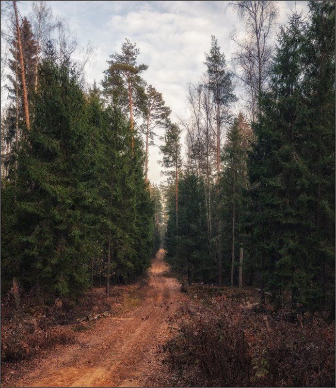 Лес, Осень, Подмосковье По осенним дорожкам фото превью