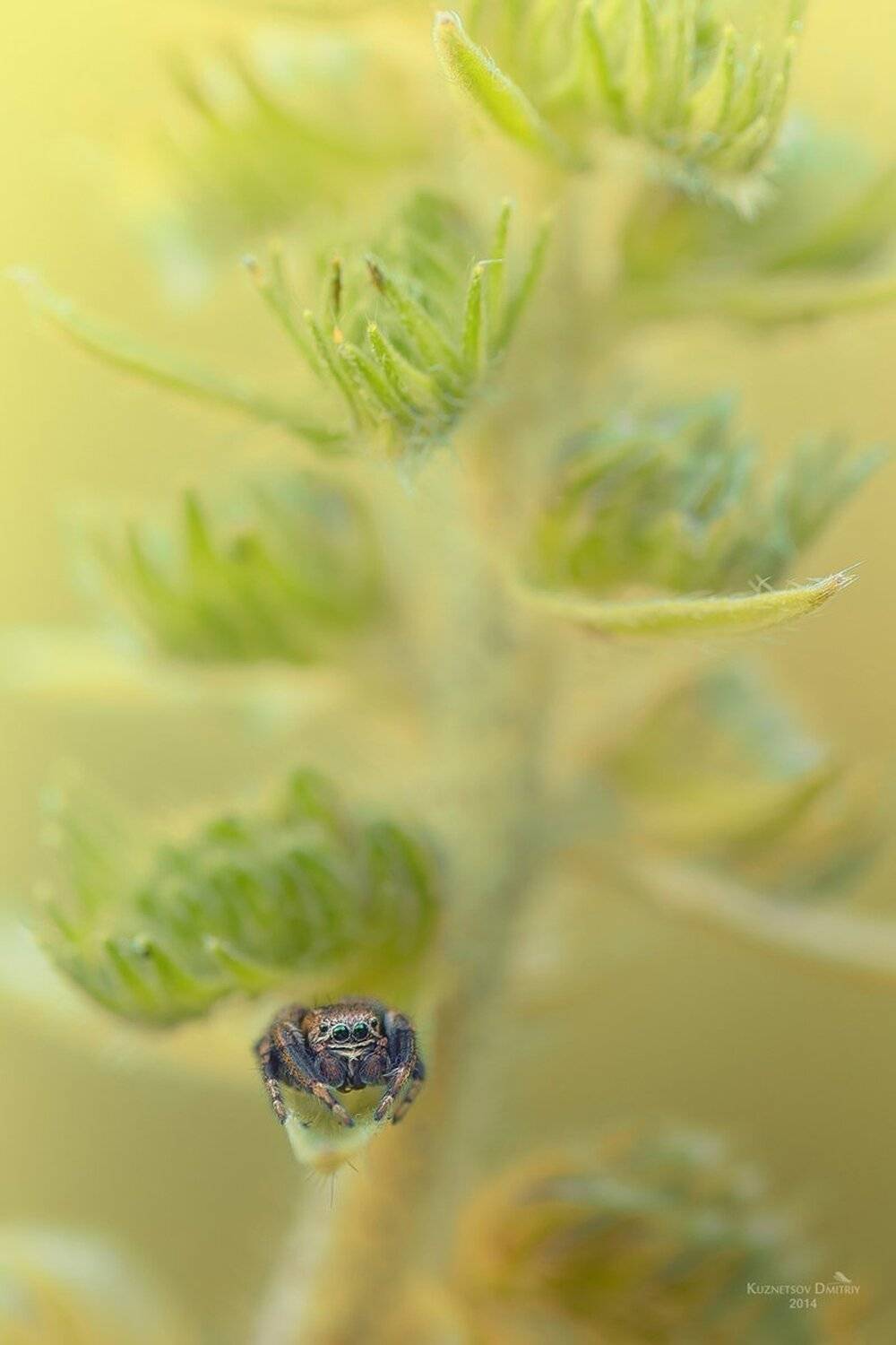 , Кузнецов Дмитрий