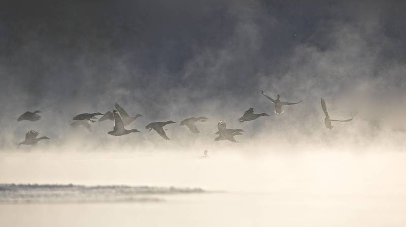 природа,,россия,пойма реки воронеж,кряковые утки ,зима,мороз, Серая Шейка фото превью