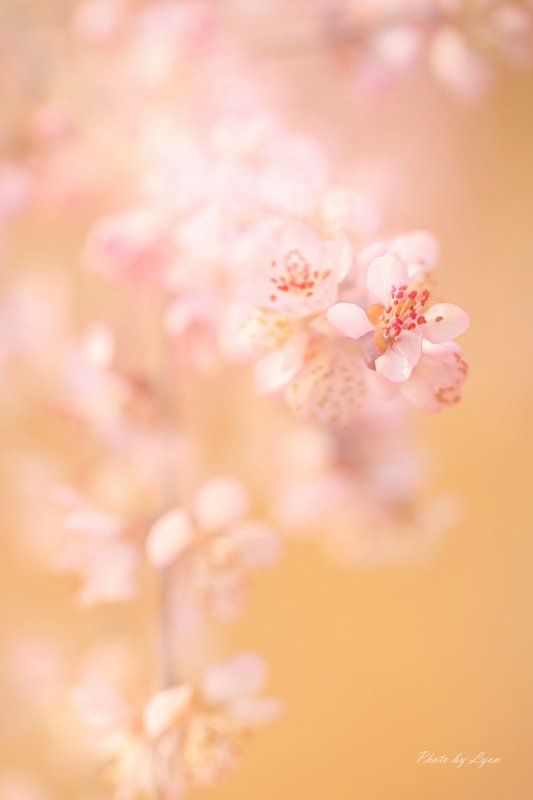 flowers in Spring фото превью