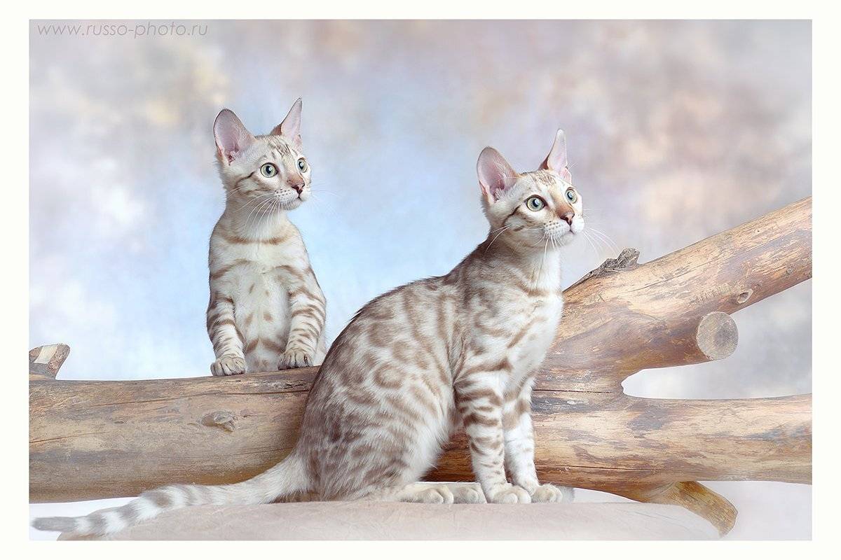 , Руссо Жанна